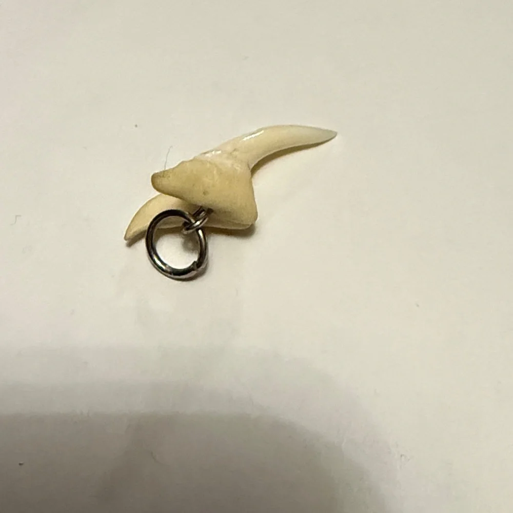 Cream shark tooth Pendant - Picture 4 of 4